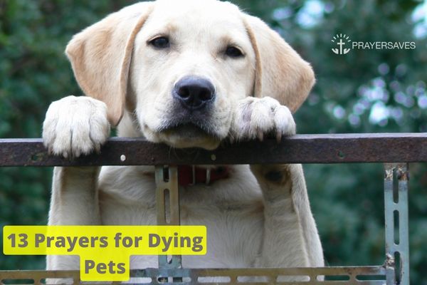 13 Prayers for Dying Pets